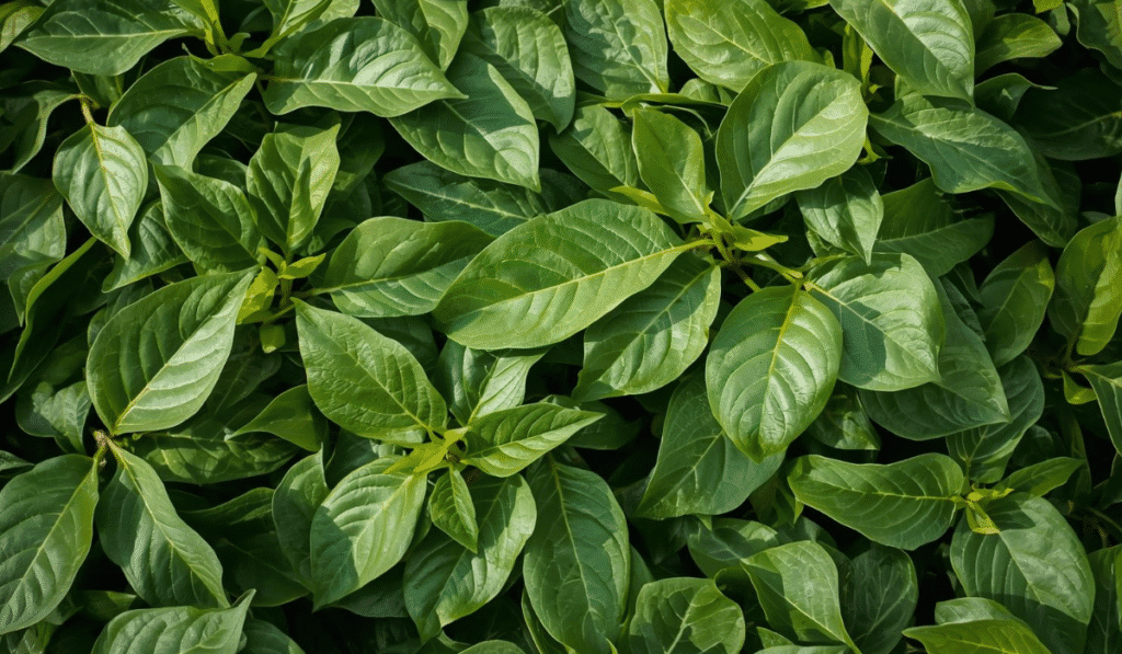 ingredientes tradicionales de El Salvador 5